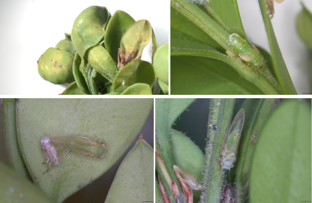 (Top left) Boxwood psyllid injury, note the cupped leaves. (Top right) A boxwood psyllid nymph, (bottom left) recently emerged adult, and (bottom right) a mature adult. 